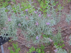 Lavandula stoechas stoechas
