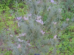 Lavandula stoechas stoechas