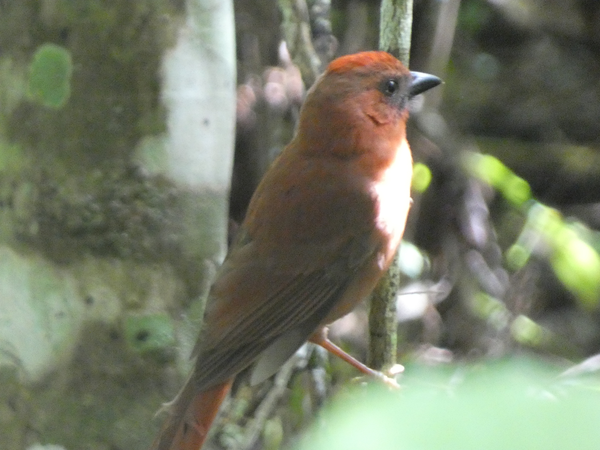 Red-crowned Ant Tanager (Habia rubica), photo 2