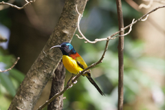 Aethopyga nipalensis