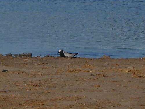 iNaturalist: (c) radinis, some rights reserved (CC BY-NC), uploaded by radinis iNaturalist image