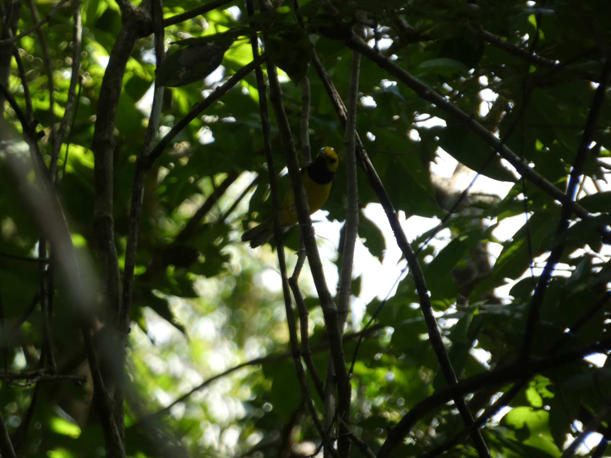 Hooded Warbler (Setophaga citrina), photo 4