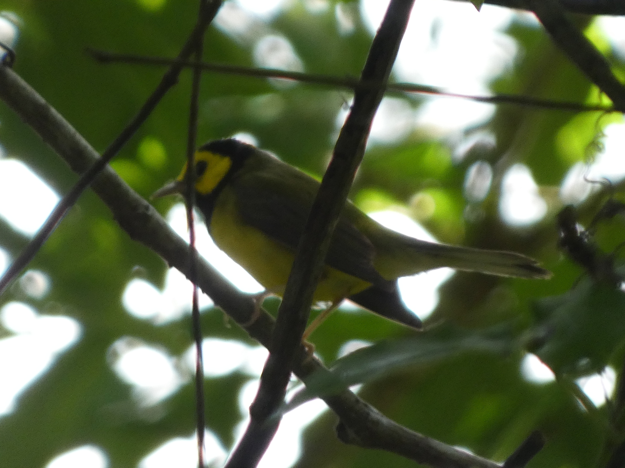 Hooded Warbler (Setophaga citrina), photo 3