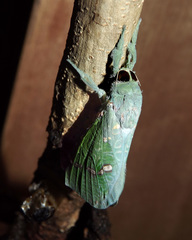 Aenetus ramsayi
