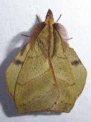 Radhica elisabethae