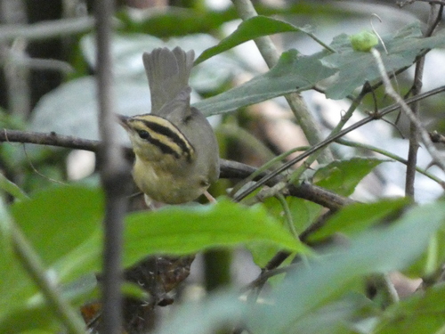 Worm-eating Warbler (Helmitheros vermivorum), photo 2