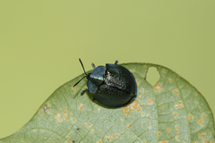 Cyrtonota