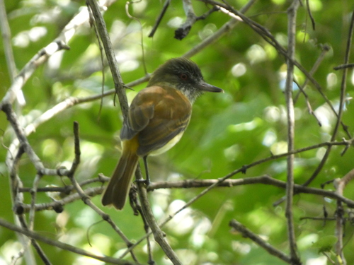 Bright-rumped Attila (Attila spadiceus), photo 4