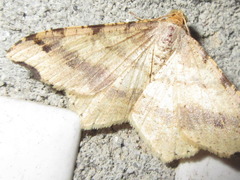 Macaria shanghaisaria