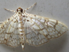 Haritalodes derogata