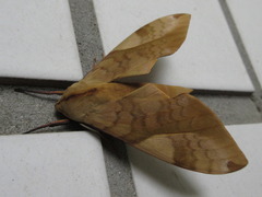 Clanis bilineata