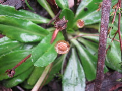 Solenogyne dominii