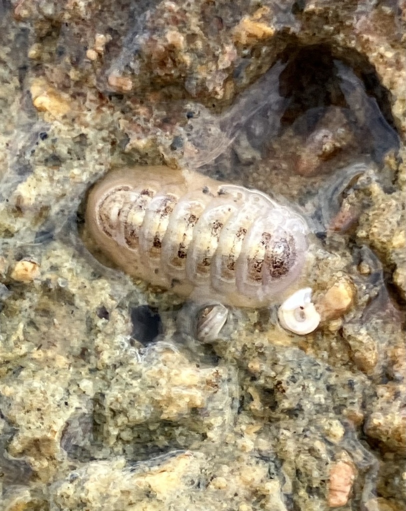 Leptochiton medinae