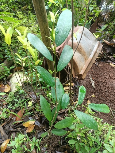 Ficus tinctoria