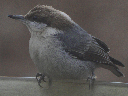 Brown-headed Nuthatch (Sitta pusilla), photo 3