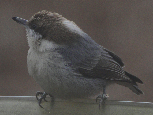 Brown-headed Nuthatch (Sitta pusilla), photo 4