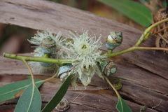 Eucalyptus globulus bicostata