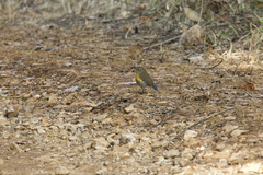 Tarsiger rufilatus