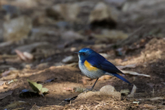Tarsiger rufilatus