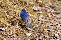 Tarsiger rufilatus