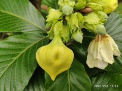 Beaumontia jerdoniana