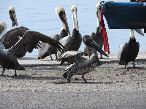 Brown Pelican