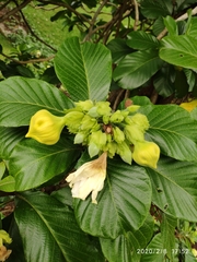 Beaumontia jerdoniana