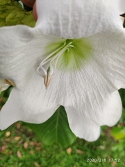 Beaumontia jerdoniana