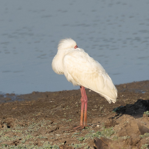 iNaturalist: (c) wicus leeuwner, some rights reserved (CC BY-NC), uploaded by wicus leeuwner iNaturalist image