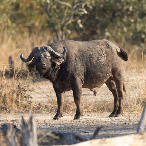 Cape Buffalo