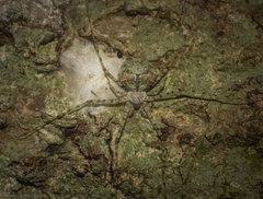 Tamopsis tweedensis
