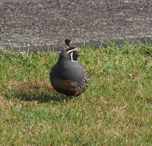 California Quail (Callipepla californica), photo 6