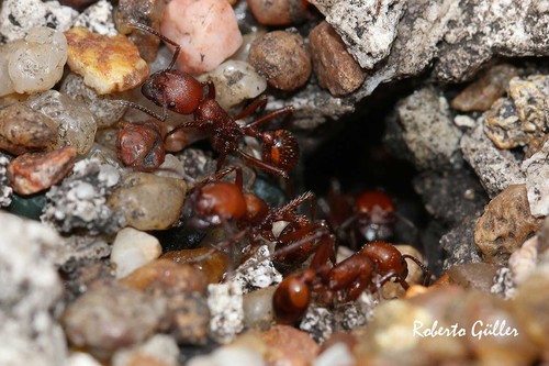 穴须蚁Pogonomyrmex cunicularius