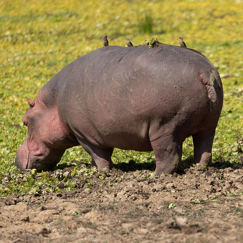 Common Hippopotamus