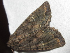 Mamestra brassicae