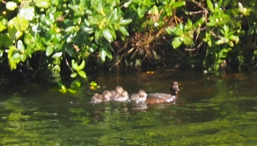 New Zealand Scaup (Aythya novaeseelandiae), photo 7