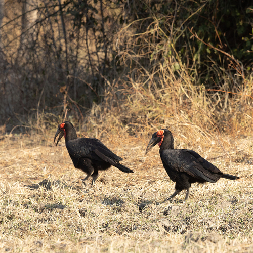 Southern Ground Hornbill