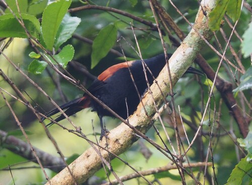 South Island Saddleback (Philesturnus carunculatus), photo 5