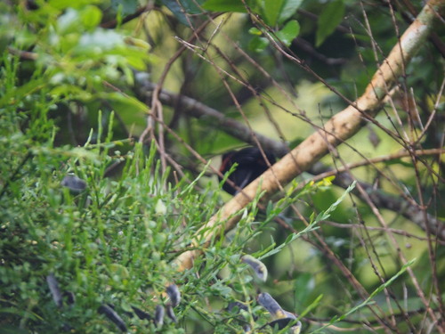 South Island Saddleback (Philesturnus carunculatus), photo 6