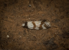 Isomoralla gephyrota