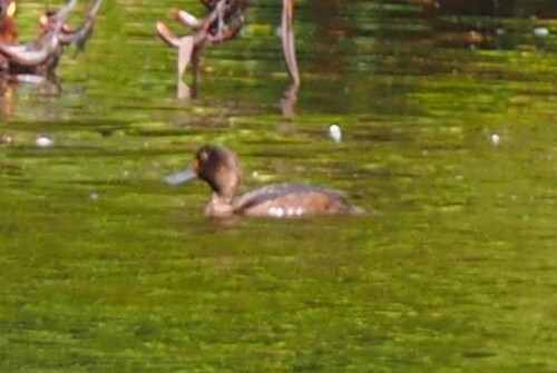 New Zealand Scaup (Aythya novaeseelandiae), photo 8