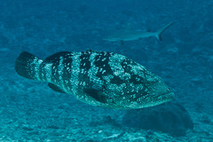 Epinephelus malabaricus