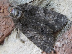 Acronicta rumicis