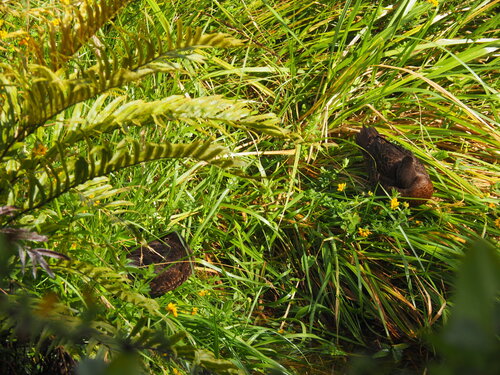 Brown Teal (Anas chlorotis), photo 4