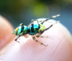 Phintella vittata