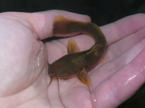 Stonecat (Noturus flavus) — Ictaluridae — 3