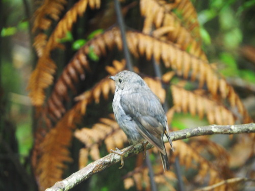 South Island Robin (Petroica australis), photo 5