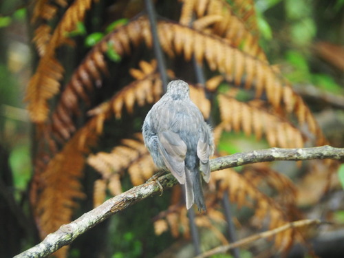 South Island Robin (Petroica australis), photo 6