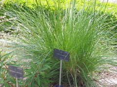 Euphorbia griffithii