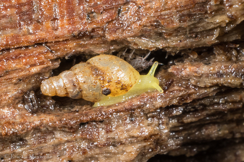 Paropeas achatinaceum observed 2025-05-16